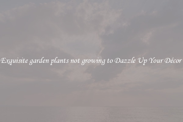 Exquisite garden plants not growing to Dazzle Up Your Décor 